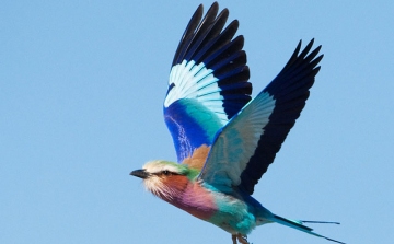 Szenzáció Dömösön – ritka madarat szaporított egy tenyésztő - VIDEÓ