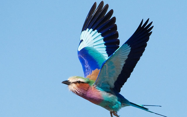 Szenzáció Dömösön – ritka madarat szaporított egy tenyésztő - VIDEÓ