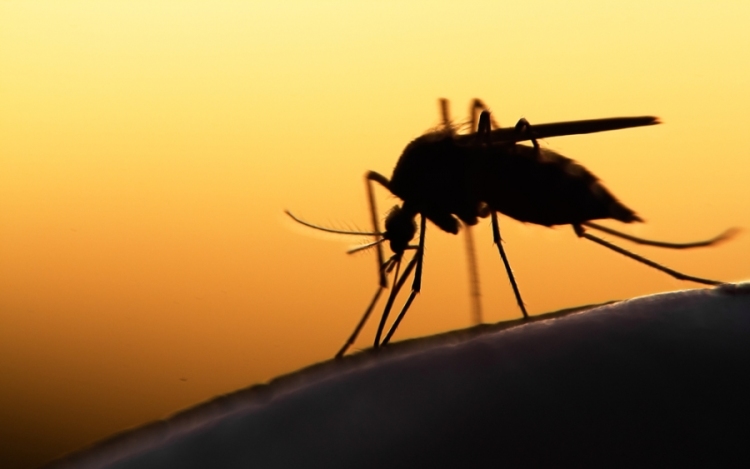 Újabb szúnyoggyérítés Esztergomban