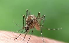 Megkezdődött a harc a szúnyogok ellen