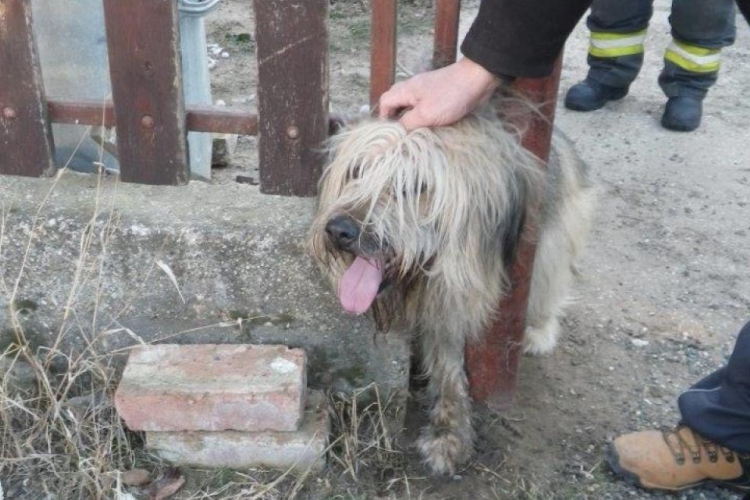 Bajba jutott kutyán segítettek az tűzoltók - FOTÓK