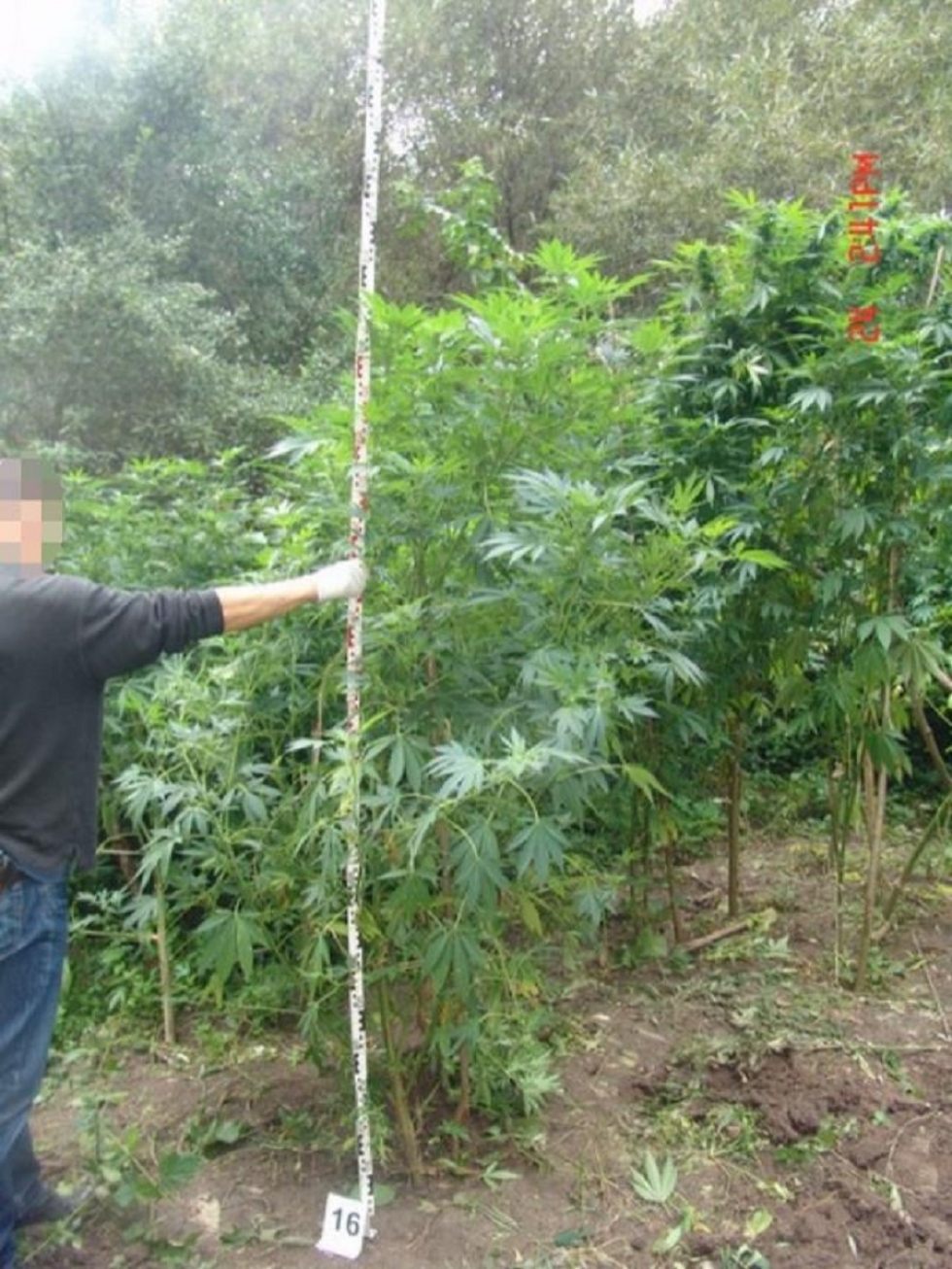 Pusztában termesztett marihuána – lebuktatták az ültetvényeseket az esztergomi rendőrök