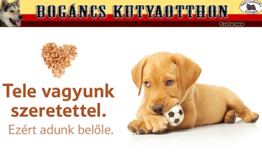 3,5 millió forintot nyert az esztergomi Bogáncs Kutya- és Kisállatotthon 