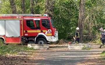 Derékba törő fa szakított el egy villanyvezetéket