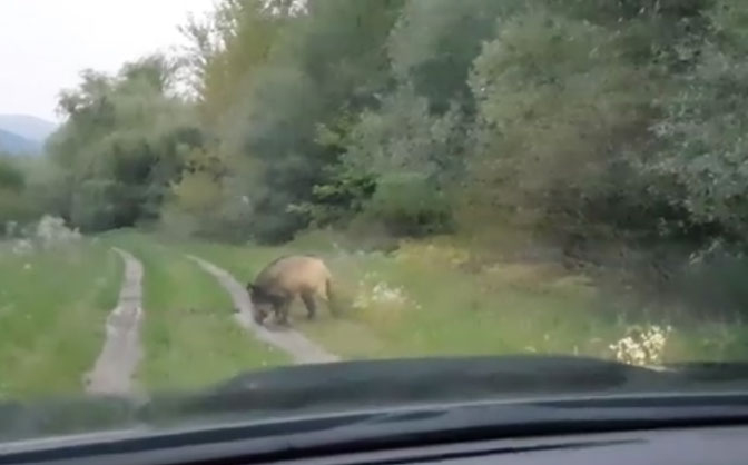 Vadkan üldözött egy horgászt Visegrádon – VIDEÓVAL