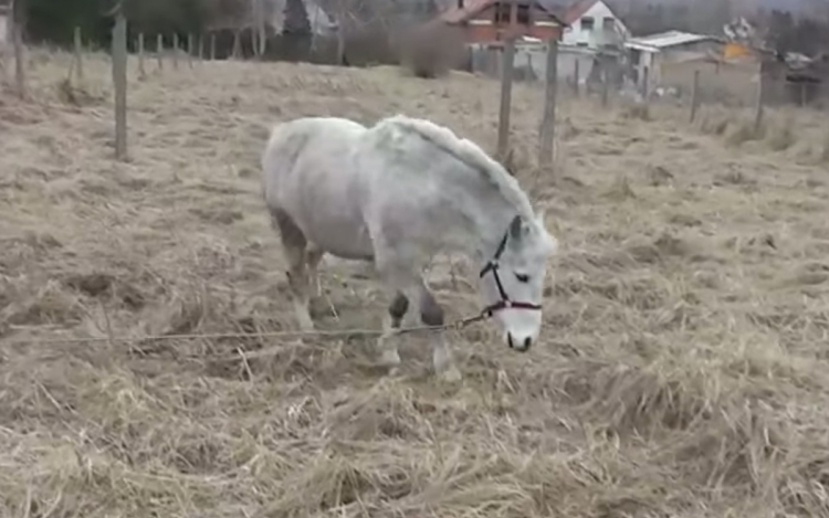 A vadnyugaton lógna az esztergomi pónitolvaj