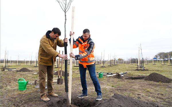 Áder: fák ültetésével ellensúlyozható a környezeti lábnyom