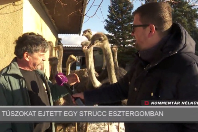 Így történt a strucc-túszejtés Kertvárosban – VIDEÓ