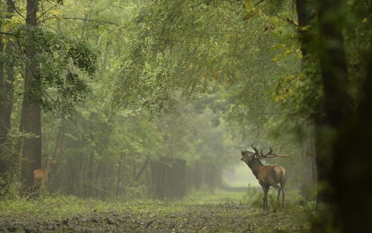Inváziós fajok veszélyeztetik a környék erdőit