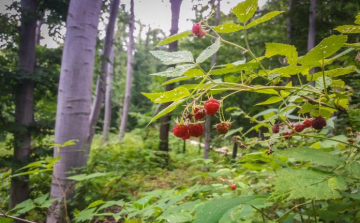 Ha lenne medve a Pilisben, most tuti jóllakna