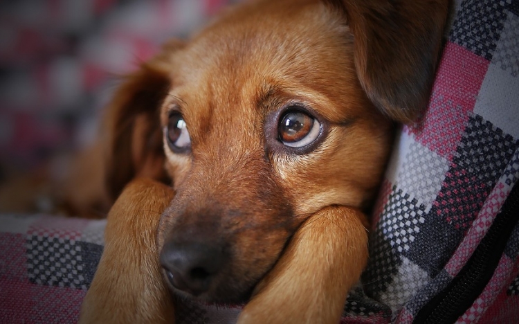 Továbbra is segíti Esztergom a több mint 5000 kutyát megmentő Bogáncs Kisállat Otthont