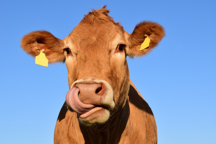 Marhára átverte a sárisápi gazdát egy csalónő
