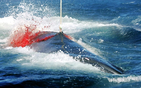 Minden idők legrosszabb bálnavadászati szezonját zárta Japán