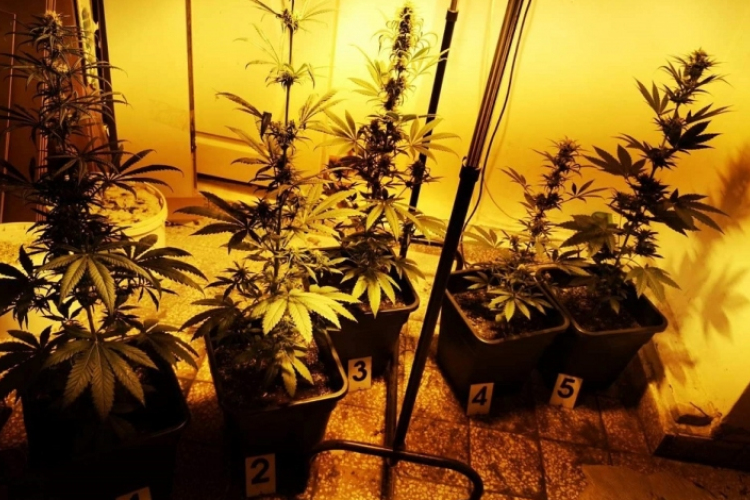 Lopás miatt bukott le egy dorogi kábítószer-termesztő