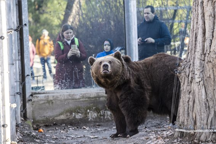 Meglátta árnyékát a fővárosi állatkert medvéje