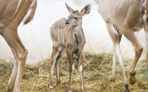 Különleges antilop hozott világra utódot a Nyíregyházi Állatparkban