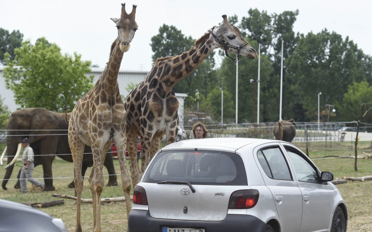 Nem maradhatnak Szadán az autós szafari park állatai