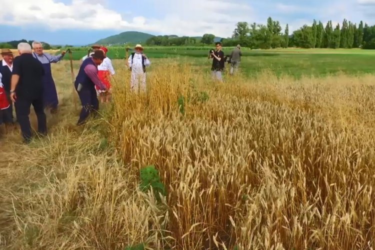 Így telt az aratóünnep Esztergomban – VIDEÓ