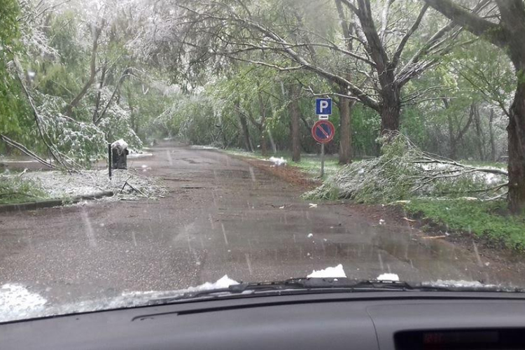 Sorra dőlnek ki a fák Búbánatban a viharos áprilisi időjárásban