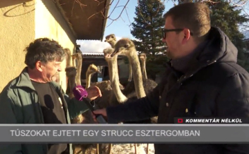 Így történt a strucc-túszejtés Kertvárosban – VIDEÓ