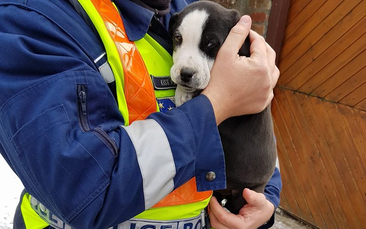 Cuki kiskutyust mentett meg az esztergomi rendőr