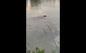 Krokodil úszkál a Dunába folyó Vágban? - VIDEÓVAL