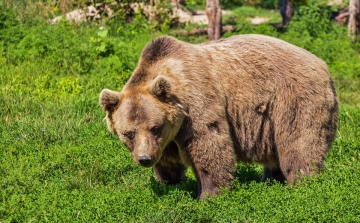 Ismét emberre támadt egy medve Romániában