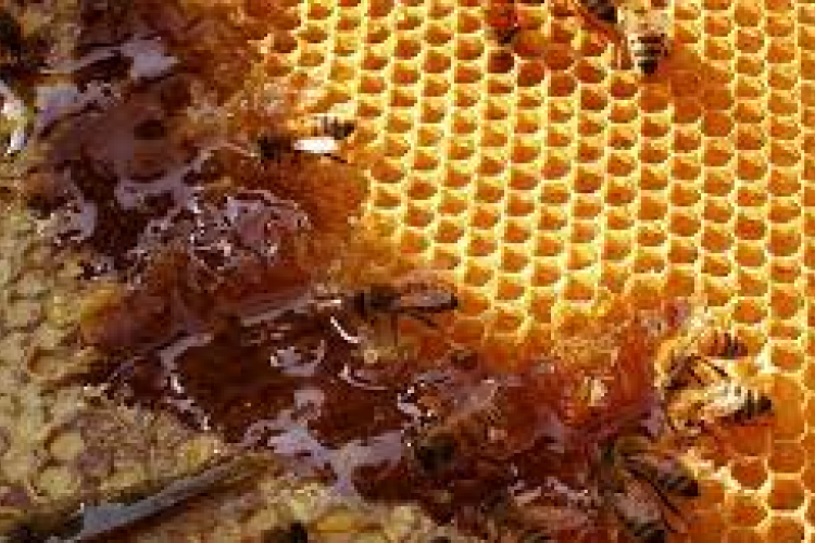 Fazekas Sándor: Magyarország méhészeti nagyhatalom