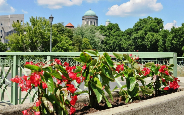 Kivirágzott Esztergom - FOTÓK