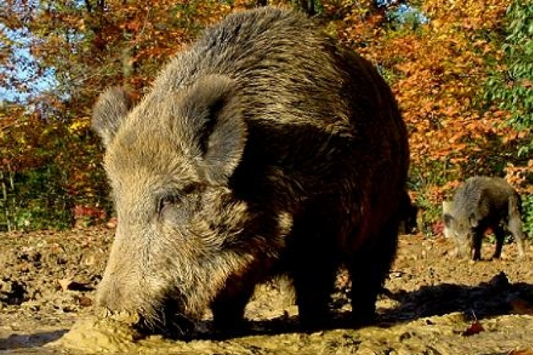 Kárt okozó vaddisznókat lövet ki Esztergom