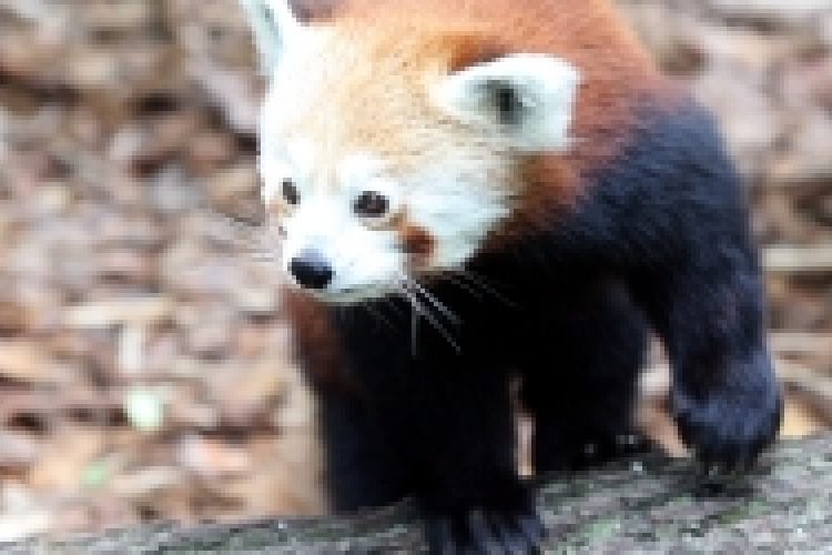 Túlzóak lehetnek a tömeges fajpusztulásról szóló hírek 