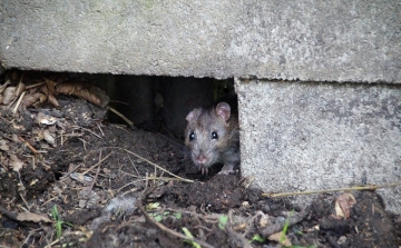 Patkányirtás kezdődik Esztergomban