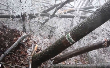 Elképesztő videó az ónos eső utáni Pilisről