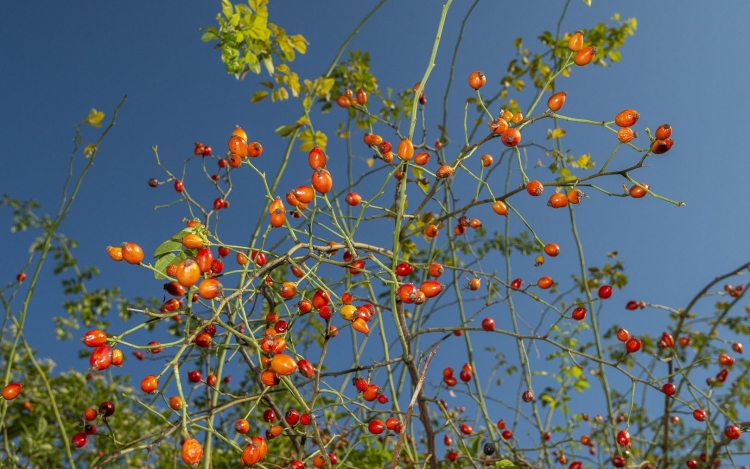 Az őszi erdő vitamindús gyümölcsei hívogatnak a Pilisbe