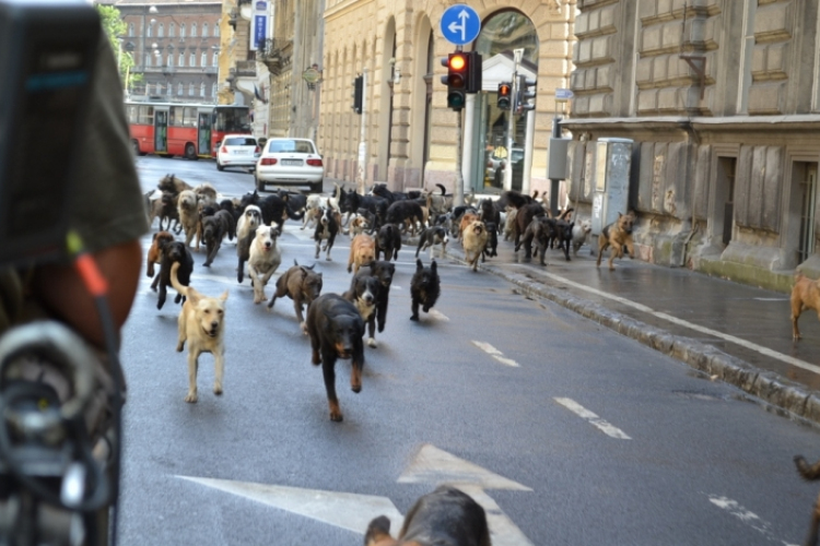 Kétszáz kutyát küld Caness-ba Mundruczó