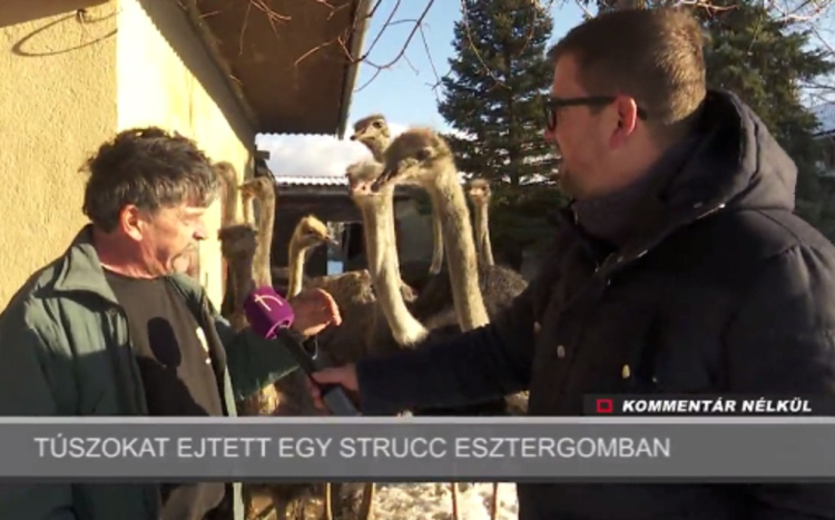 Így történt a strucc-túszejtés Kertvárosban – VIDEÓ