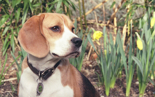 Külföldi utazás esetén chippel kell ellátni a háziállatokat
