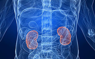 Laboratóriumban növesztettek vesét a tudósok