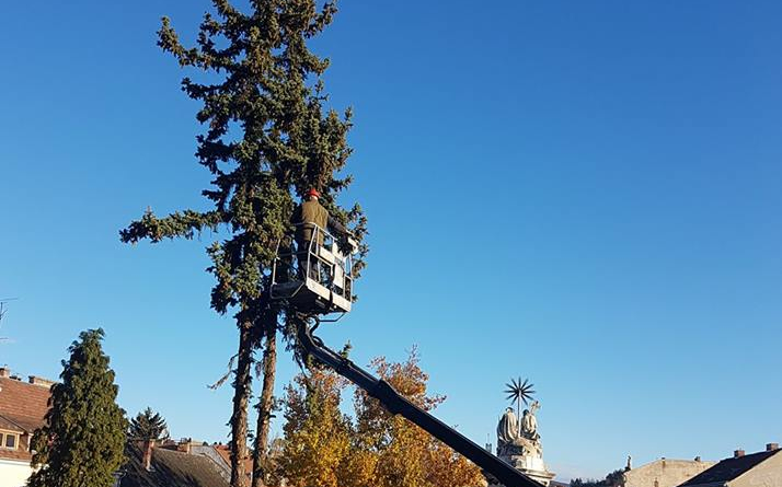 Kivágják a Széchenyi tér egyik fenyőfáját