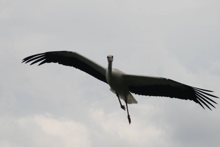 Törökországban mentik a dömösi gólyát - Már hazafelé tart Elek