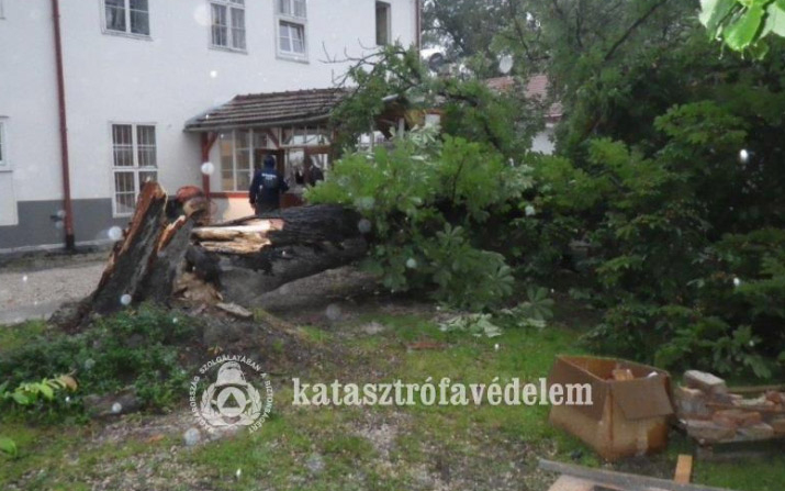 Tizenöt méteres gesztenyefa dőlt egy esztergomi épületre