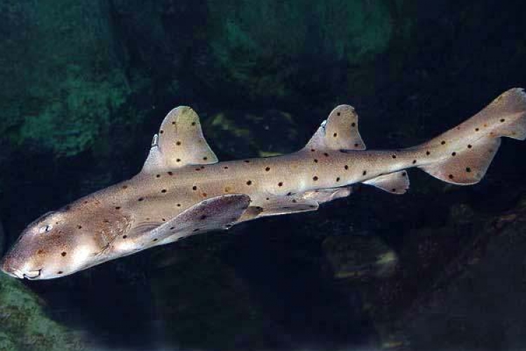 Babakocsiba rejtve csempésztek ki egy cápát egy amerikai akváriumból