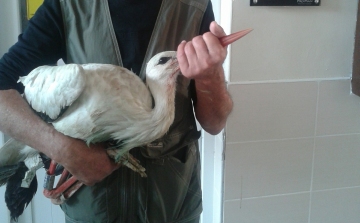 Hazahozná áramütést szenvedett gólyáját a dömösi madármentő