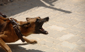Kutyatámadás Kesztölcön – Vádat emelnek a gazda ellen!