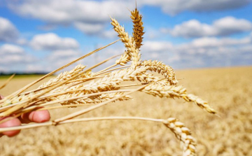 AM: újabb intézkedések az ukrán gabonadömping megfékezése érdekében