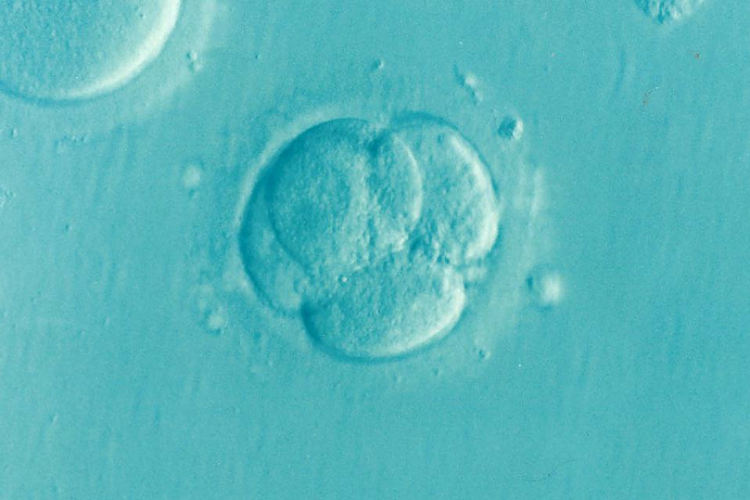 Mesterséges embriókat hoztak létre holland tudósok
