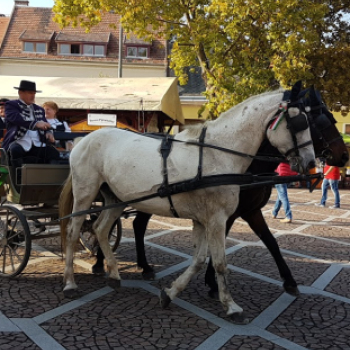 Szüreti felvonulás 2016