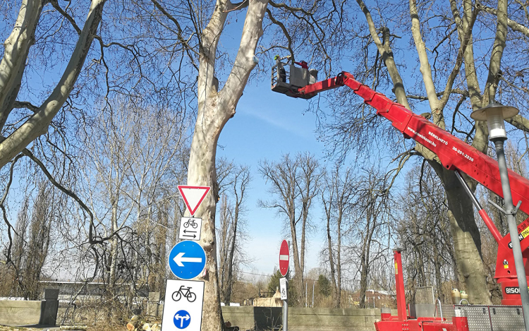 Tovább folytatódik a platánsor fiatalító metszése