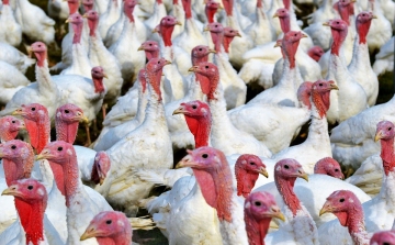 Feloldották a madárinfluenzás védőkörzeteket megyénkben
