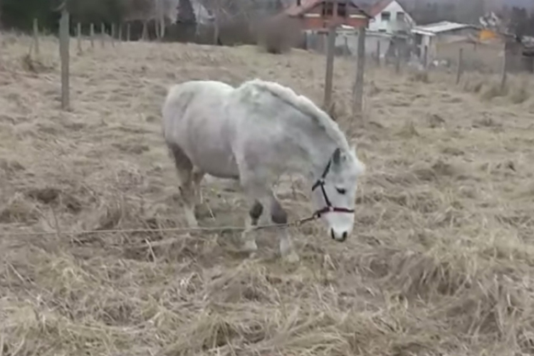 A vadnyugaton lógna az esztergomi pónitolvaj